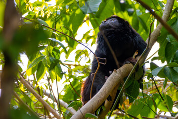 howler monkey in Brazilian amazon forest