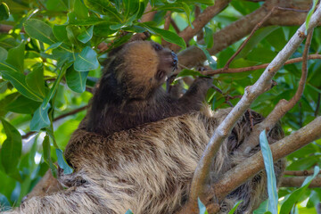 Slot in brazilian amazon