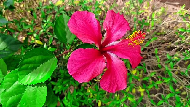 Beautiful red joba flower in the garden.