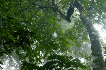 sun rays in the Amazon forest
