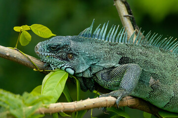 iguana on a tree