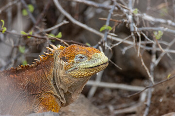 galapagos land iguana