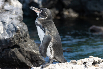 penguin on the rocks © Ubirajara Oliveira