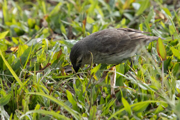 galapagos finches