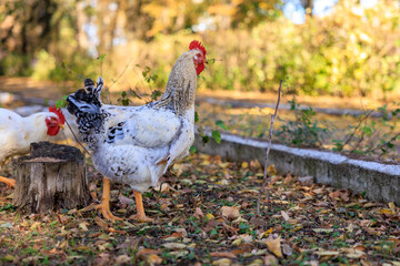 A white and black chicken is standing on a log in a yard