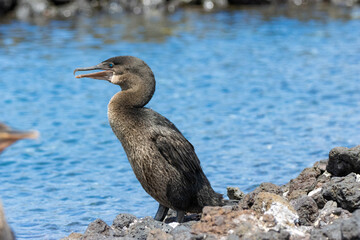 galapagos cormorant