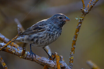 galapagos finches
