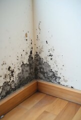 Black mold growing on interior wall above laminate floor in a humid, poorly ventilated room