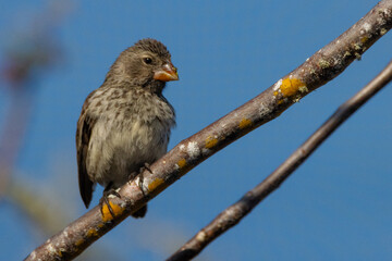 galapagos finches