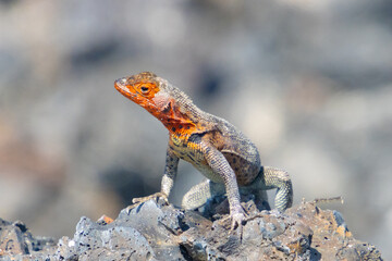 galapagos lava lizard isabela