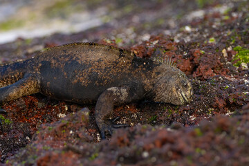 galapagos iguana 