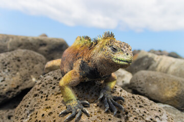 iguana on a rock