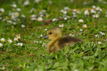 gosling of greylag goose is lying on the green meadow on a sunny spring day