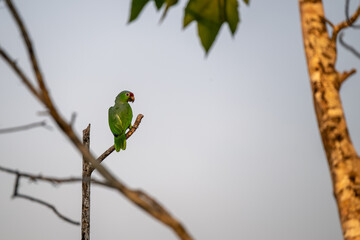 Amazon parrot in tree