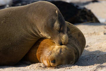 galapagos sea lion