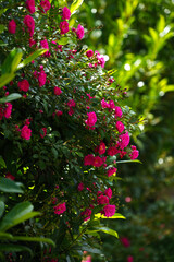 A beautiful bush of crimson-colored roses blooming in sunlight