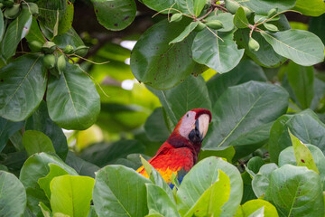Macaw in mango tree