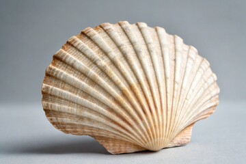 Obraz premium seashell on black background