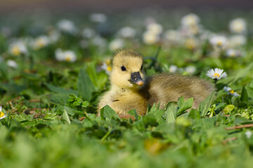gosling of greylag goose is lying on the flowery meadow on a sunny spring day