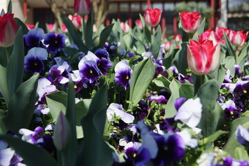 Fr&uuml;hlingsblumen