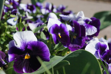 Fr&uuml;hlingsblumen