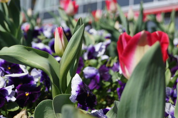 Fr&uuml;hlingsblumen