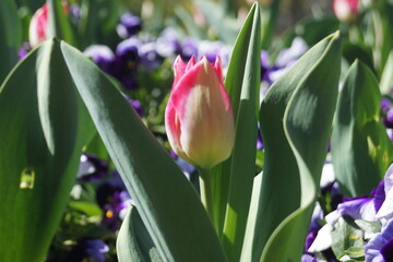 Fr&uuml;hlingsblumen