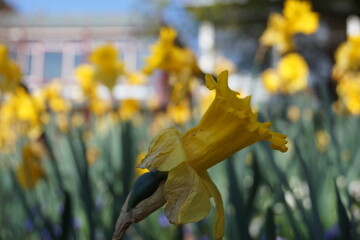 Fr&uuml;hlingsblumen