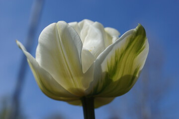 Fr&uuml;hlingsblumen