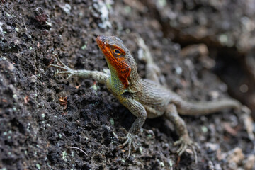 Galapagos lava lizard on the stone