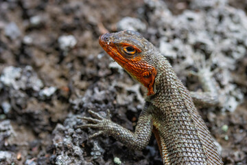 Galapagos lava lizard on the stone