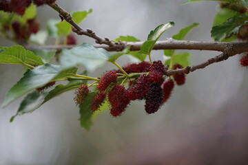Reddish-purple mulberries begin to ripen on the branch, while the fresh green leaves reveal the abundance of nature in the blossoming season