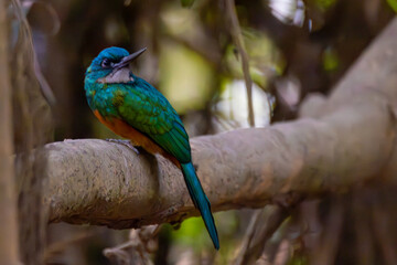 rufous-tailed jacamar