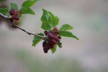 Reddish-purple mulberries begin to ripen on the branch, while the fresh green leaves reveal the abundance of nature in the blossoming season