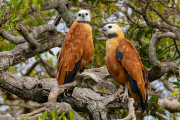 Black-collared Hawk