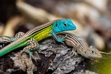 colorful lizards of the Amazon