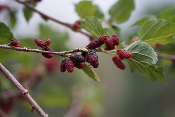 Reddish-purple mulberries begin to ripen on the branch, while the fresh green leaves reveal the abundance of nature in the blossoming season