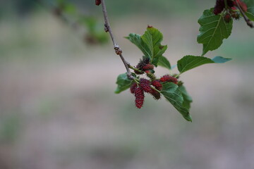 Reddish-purple mulberries begin to ripen on the branch, while the fresh green leaves reveal the...