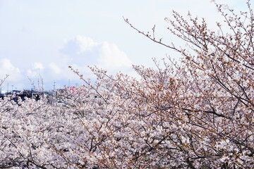 上から見下ろすピンク色の綺麗な桜