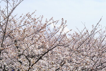 上から見下ろすピンク色の綺麗な桜