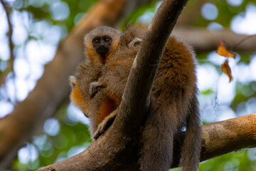 Obraz premium Alta Floresta titi monkey
