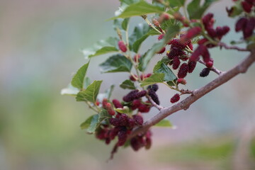 Reddish-purple mulberries begin to ripen on the branch, while the fresh green leaves reveal the...