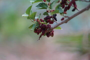 Obraz premium Reddish-purple mulberries begin to ripen on the branch, while the fresh green leaves reveal the abundance of nature in the blossoming season