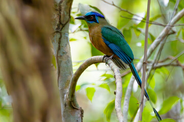 Blue-crowned Motmot