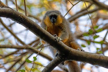 Alta Floresta titi monkey