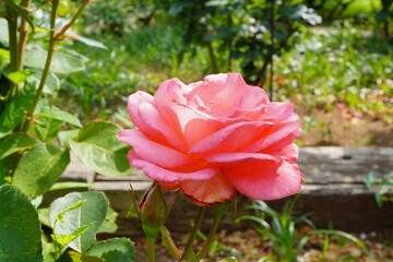 バラ園に咲いているコーラル色の綺麗な薔薇