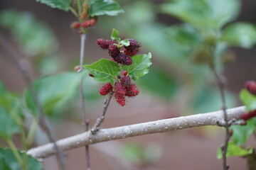 Reddish-purple mulberries begin to ripen on the branch, while the fresh green leaves reveal the abundance of nature in the blossoming season
