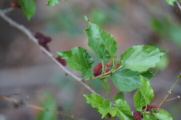 Reddish-purple mulberries begin to ripen on the branch, while the fresh green leaves reveal the abundance of nature in the blossoming season