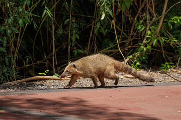 South American coati (Nasua nasua) in Iguazu National Park in Misiones, Argentina.