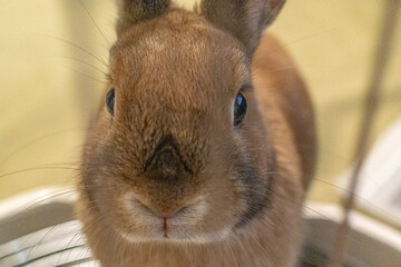 ネザーランドドワーフ